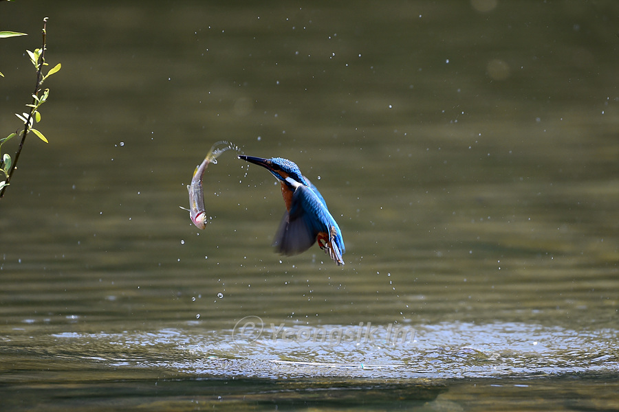 물총새 Common Kingfisher 7.jpg