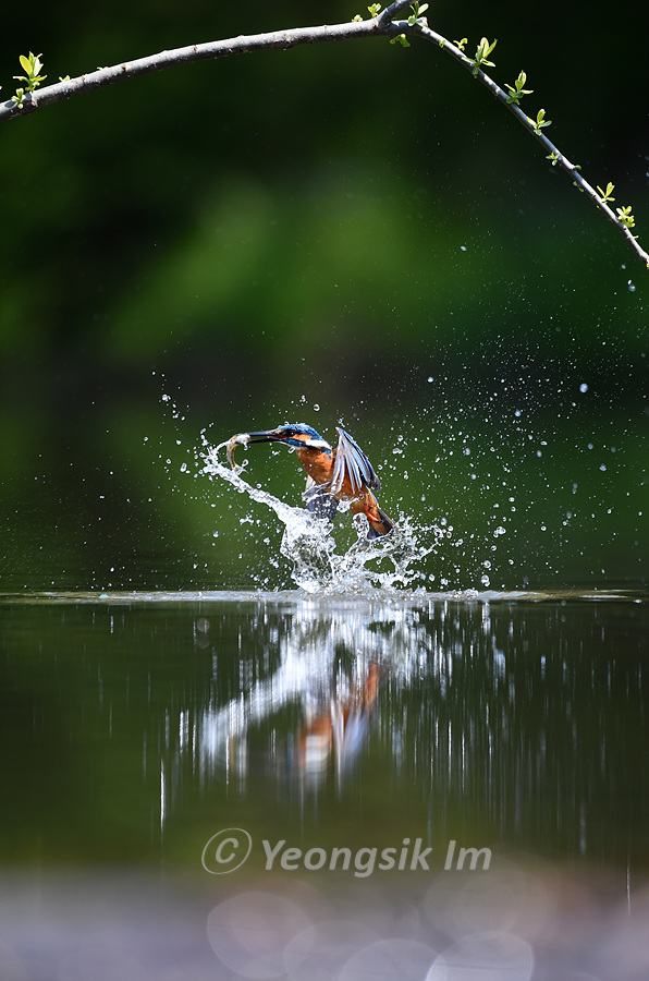 물총새 Common Kingfisher 2.jpg