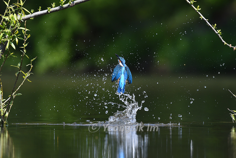 물총새 Common Kingfisher 5.jpg