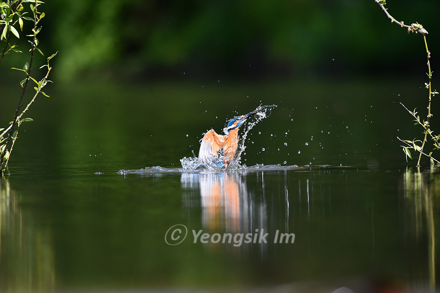 물총새 Common Kingfisher 1.jpg