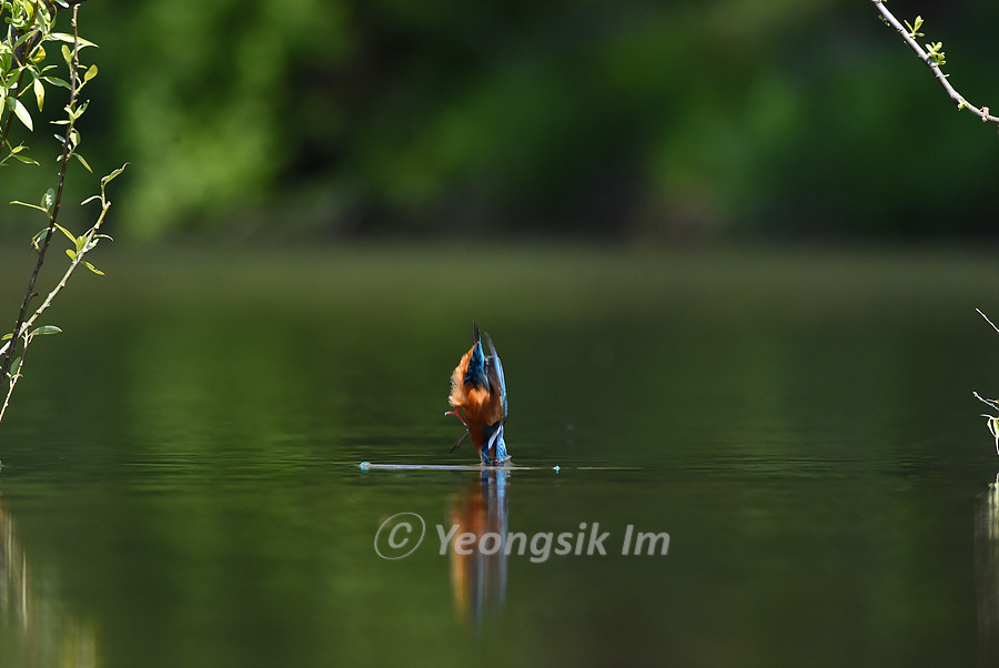 물총새 Common Kingfisher 6.jpg