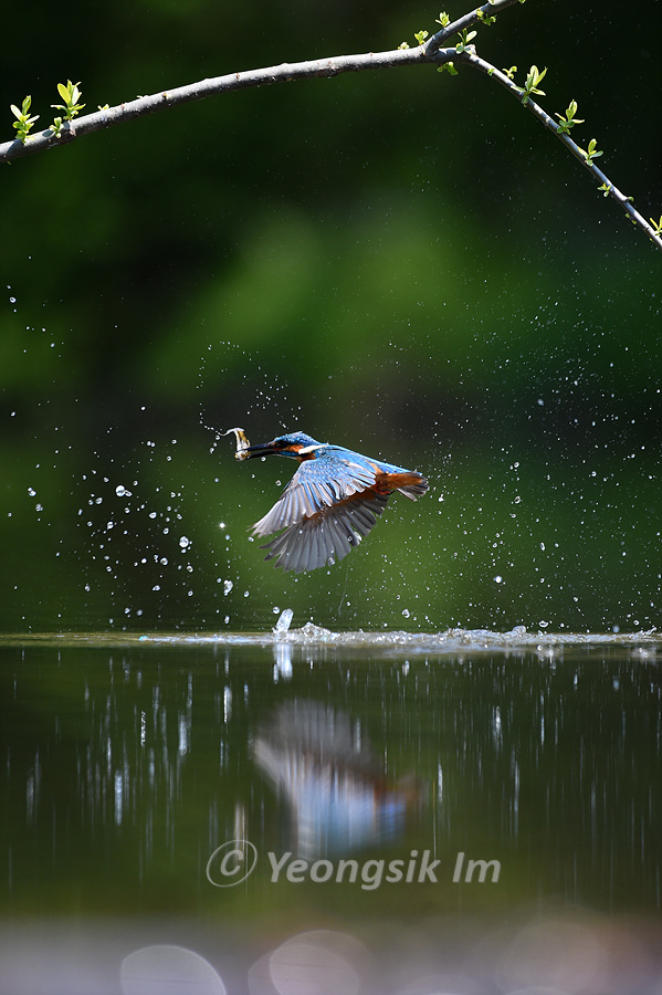 물총새 Common Kingfisher 3.jpg