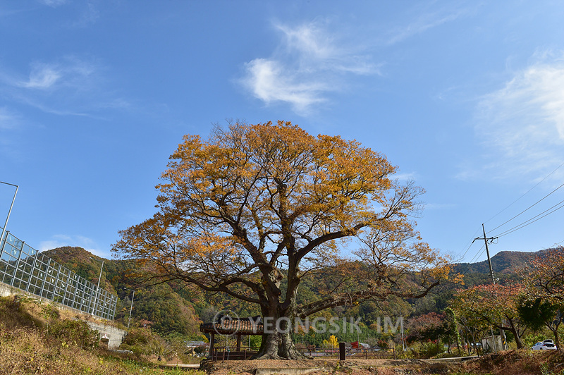 단전리 느티나무 20201031_1436.jpg