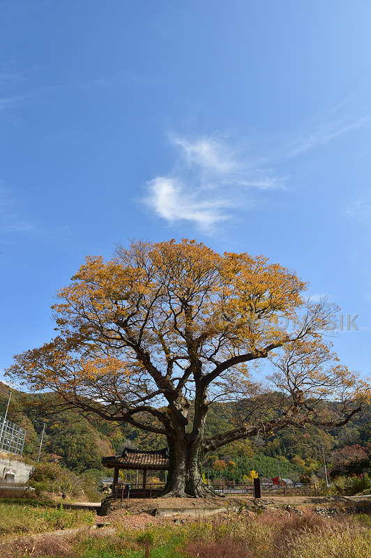 단전리 느티나무 20201031_1432.jpg