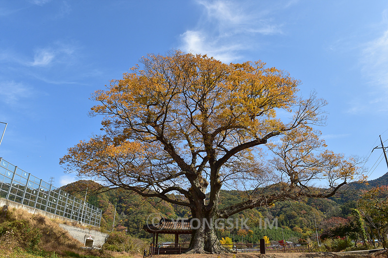 단전리 느티나무 20201031_1431.jpg